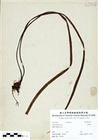 藏品(書帶蕨)的圖片